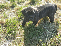 italian mastiff puppy